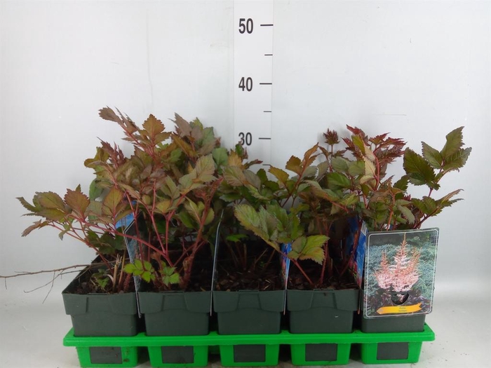 <h4>Astilbe   ...</h4>