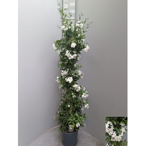 SOLANUM JASMINOIDES
