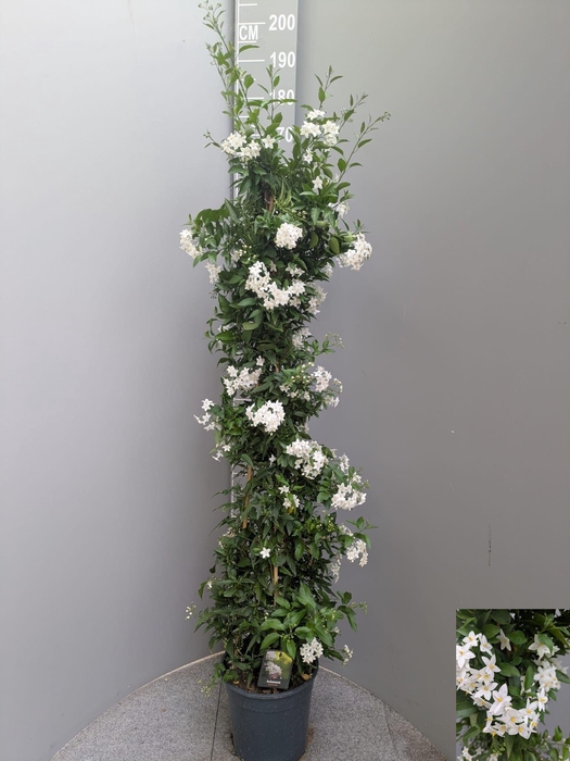 <h4>SOLANUM JASMINOIDES</h4>