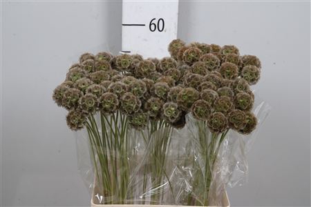 <h4>Scabiosa Stellata Zd</h4>