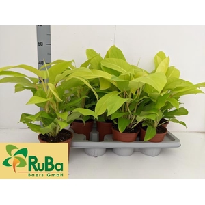 Philodendron Malay Gold 14Ø 42cm