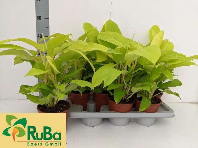 Philodendron Malay Gold 14Ø 42cm