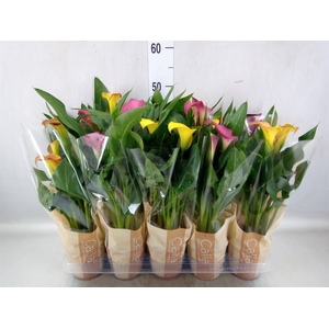 Zantedeschia   ...mix