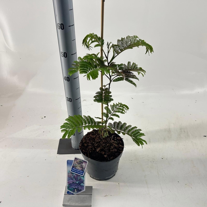<h4>Albizia julibrissin 'Summer Chocolate' PBR</h4>