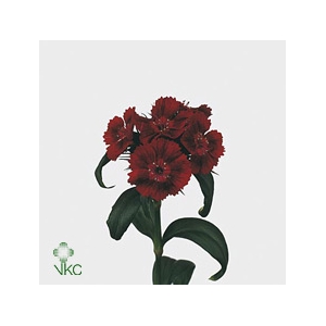 Di Barb B Diep Rood