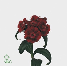 <h4>Di Barb B Diep Rood</h4>