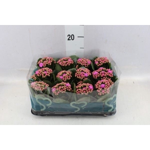 Kalanchoe blos.   ..rosebud