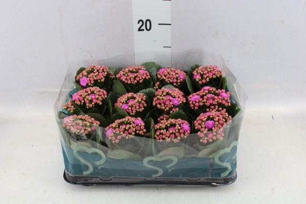 <h4>Kalanchoe blos.   ..rosebud</h4>