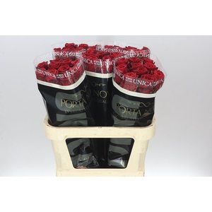 Rosa Gr Red Naomi Unica