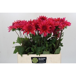 Dahlia Pink Punk