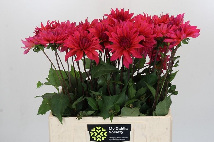 <h4>Dahlia Pink Punk</h4>