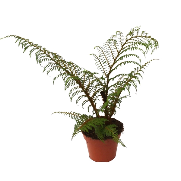 <h4>Cyathea Tomentossissima (Highland Lace)</h4>