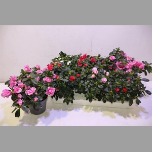 Rhodo Si Vogel Gem