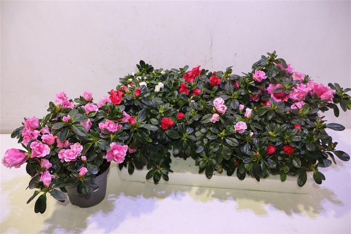 <h4>Rhodo Si Vogel Gem</h4>