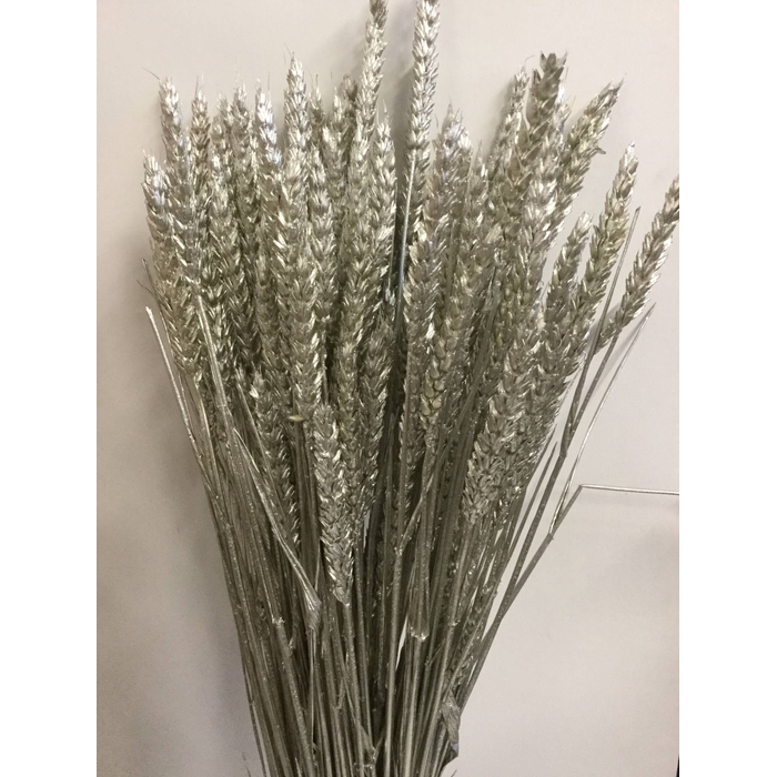 <h4>DRIED FLOWERS - TRITICUM TARWE PLATINA</h4>