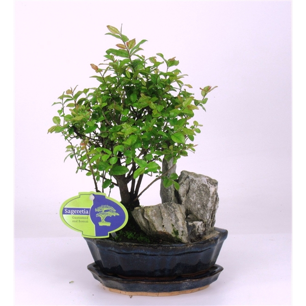 <h4>Sageretia theezans, 16 cm, with rock, with drip tray</h4>