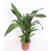 Aspidistra elatior