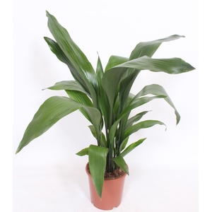 Aspidistra elatior