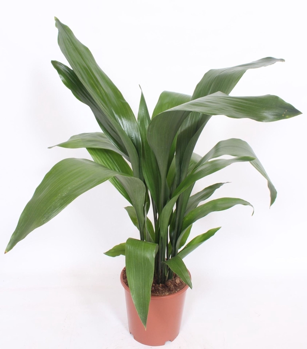 <h4>Aspidistra elatior</h4>