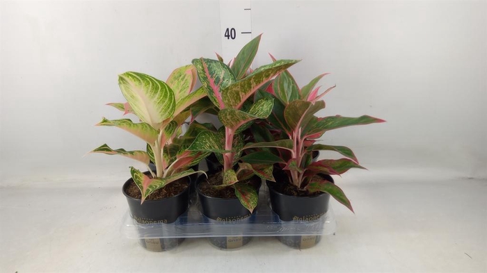 <h4>Aglaonema ...</h4>