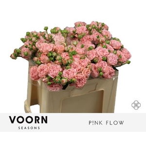 Rosa spray pink flow