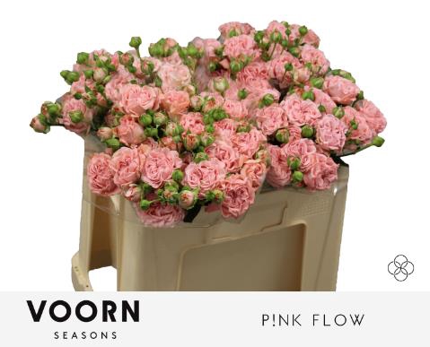 <h4>Rosa spray pink flow</h4>