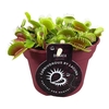 Dionaea muscipula