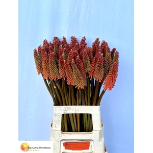 Kniphofia Alcazar Biemans