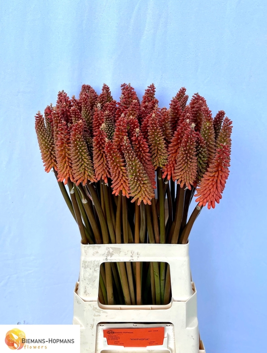 <h4>Kniphofia Alcazar Biemans</h4>
