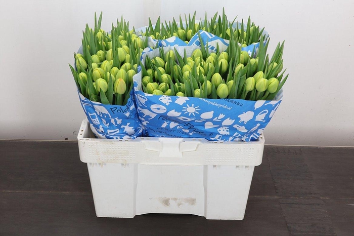 <h4>Tu Du Icoon</h4>