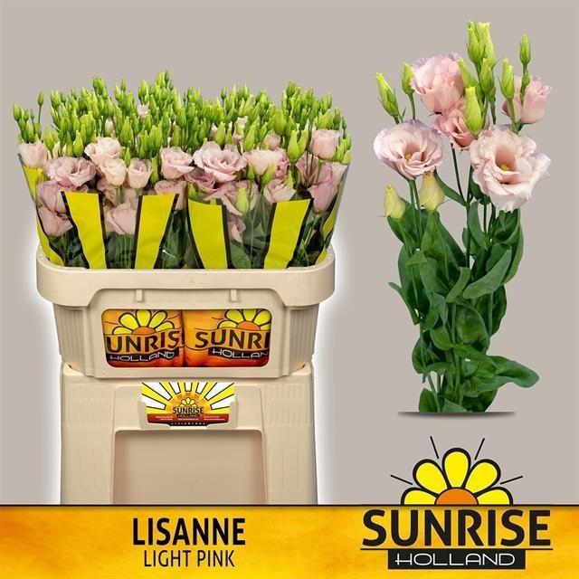 <h4>Lisianthus do lisanne light pink</h4>