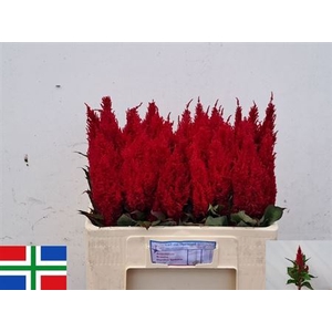 Cel P Century Red