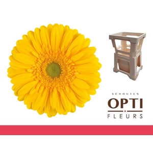 Gerbera Submarine Water