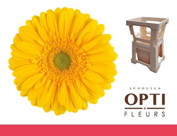 <h4>Gerbera Submarine Water</h4>