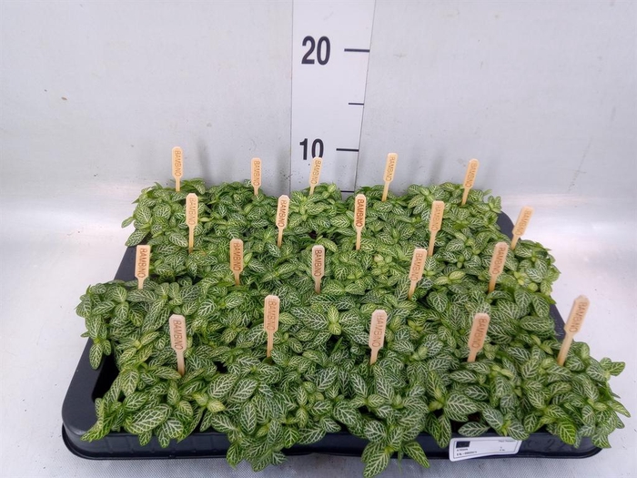 <h4>Fittonia verschaf.</h4>