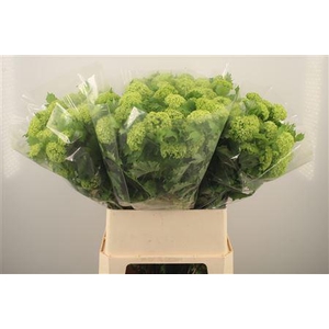 Viburnum Roseum St 4+