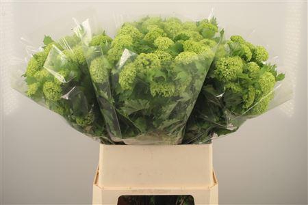 <h4>Viburnum Roseum St 4+</h4>