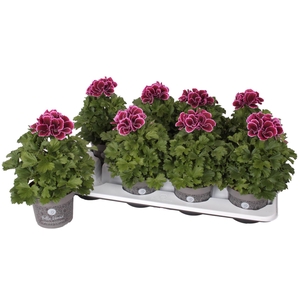 Pelargonium Pelargonium Grandifloru