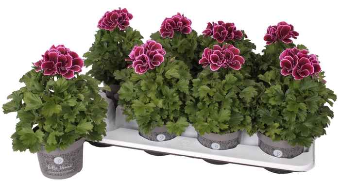 <h4>Pelargonium Pelargonium Grandifloru</h4>