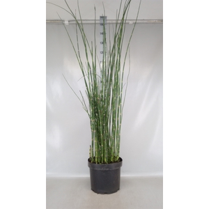 Equisetum hyemale