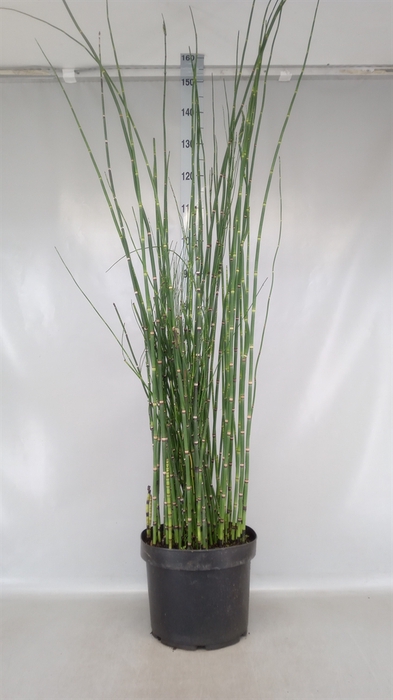 <h4>Equisetum hyemale</h4>