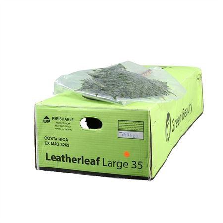 <h4>Lederv. Large Vacuum Gr. Beauty</h4>