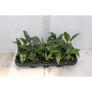 PHILODENDRON PACOVA P11