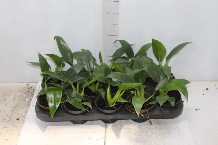 <h4>PHILODENDRON PACOVA P11</h4>