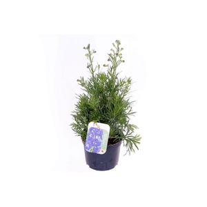 Delphinium grand. Delfix Blue