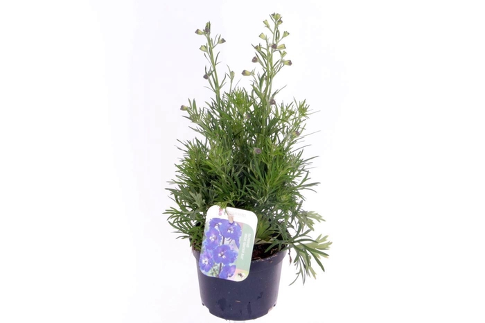 <h4>Delphinium grand. Delfix Blue</h4>