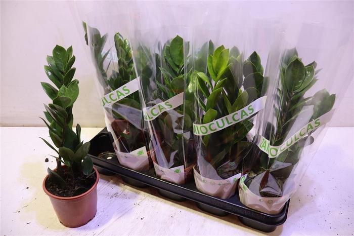 <h4>Zamio Zamiifolia</h4>