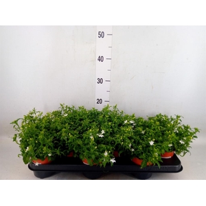 Lobelia erin. 'White Butterfly'