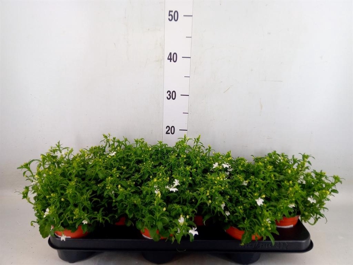 <h4>Lobelia erin. 'White Butterfly'</h4>