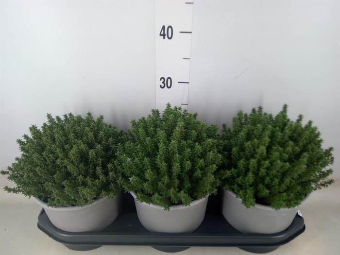 <h4>Thymus vulgaris</h4>